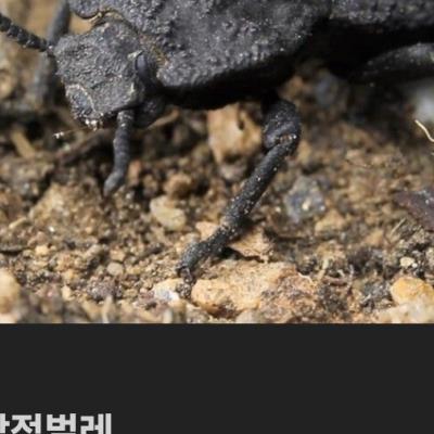 악마의 철갑 딱정벌레