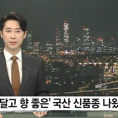 국산 신품종의 포도 등장 슈팅스타